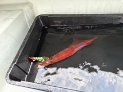 ケンサキイカの釣果