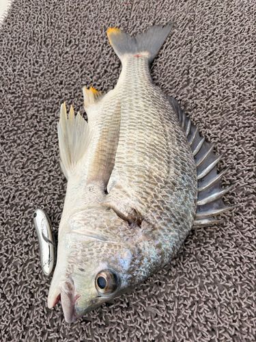キビレの釣果