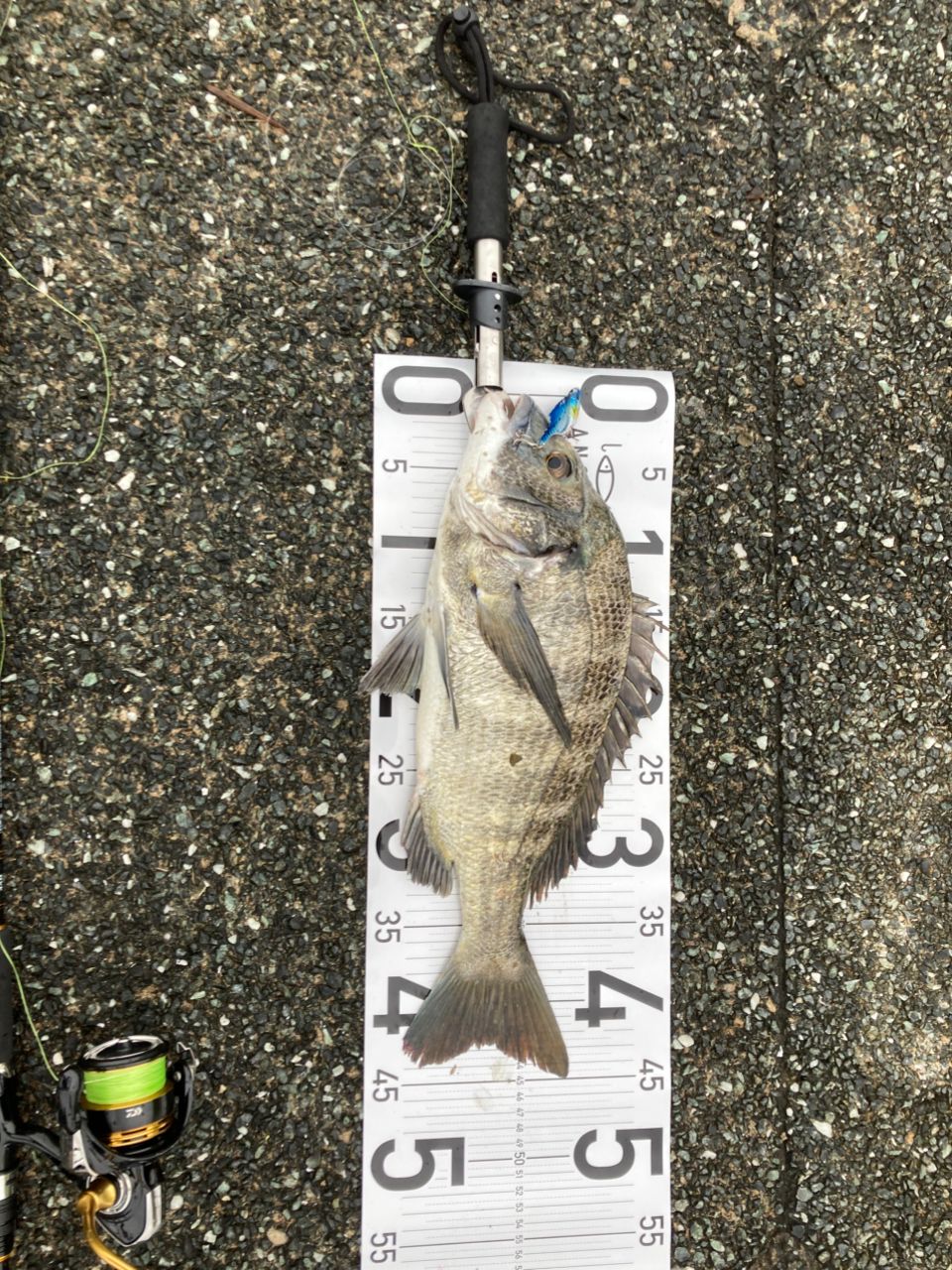 DAIWA 21シーバスハンター X 96M・Rの最安値・インプレ・釣果 | 本音の