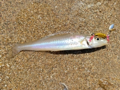 キスの釣果