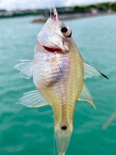 サンギルイシモチの釣果
