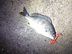 キビレの釣果