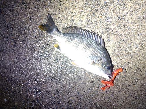 キビレの釣果