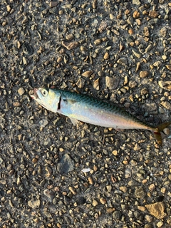 サバの釣果