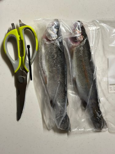 ニジマスの釣果