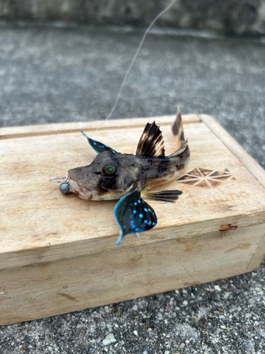 ホウボウの釣果