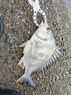 キビレの釣果