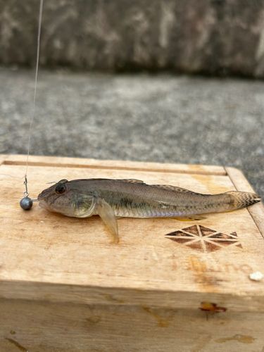 マハゼの釣果