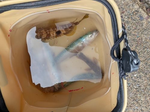 釣果