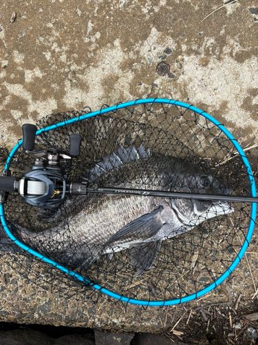 チヌの釣果