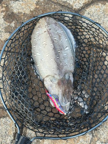 コウイカの釣果