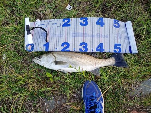 シーバスの釣果