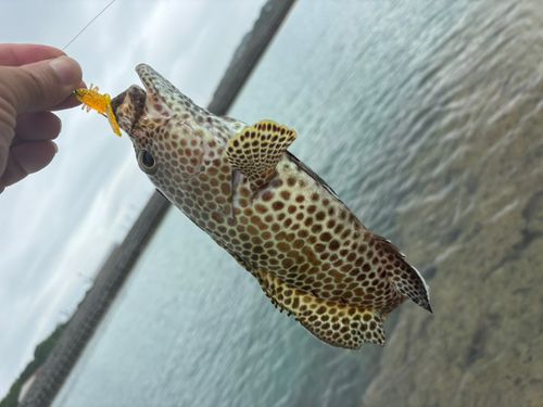 釣果