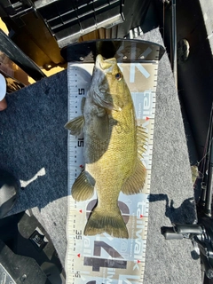 スモールマウスバスの釣果