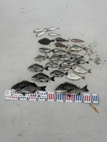 チヌの釣果