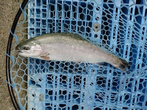 レインボートラウトの釣果