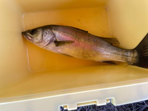 セイゴ（マルスズキ）の釣果