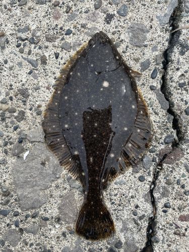 マガレイの釣果