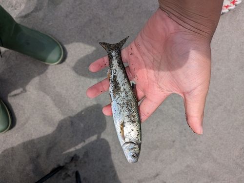 ウグイの釣果