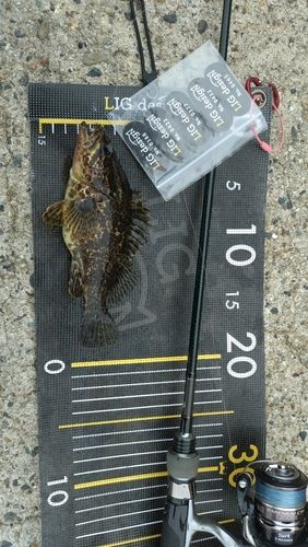 タケノコメバルの釣果