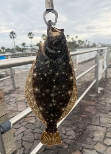 ソゲの釣果
