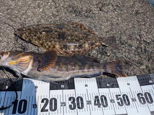 ヒラメの釣果