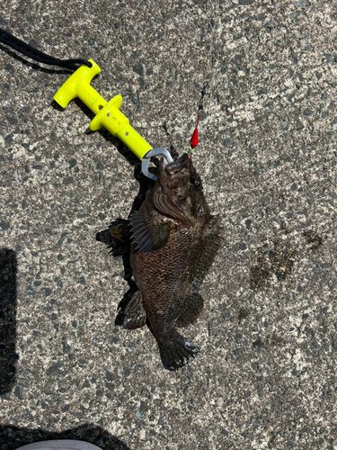 ムラソイの釣果