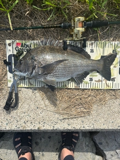 チヌの釣果