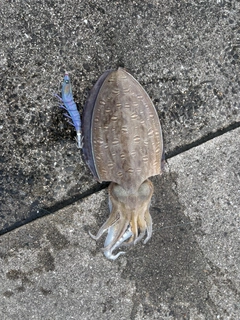 モンゴウイカの釣果