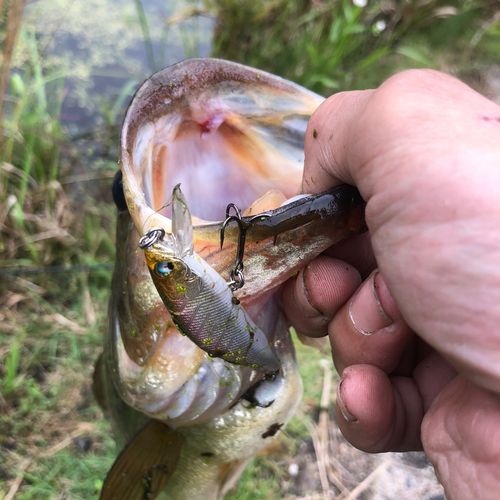 ラージマウスバスの釣果