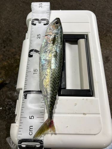 サバの釣果