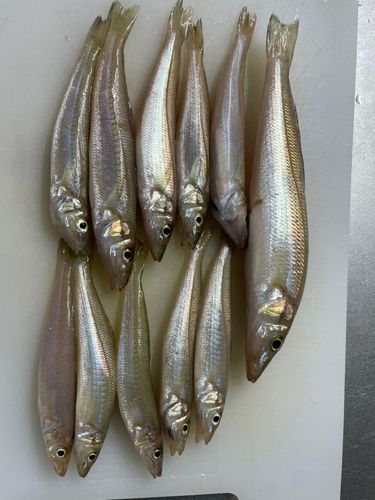 キスの釣果
