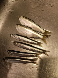サッパの釣果