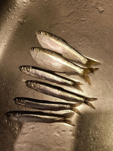 サッパの釣果