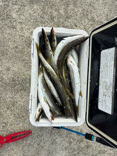 カマスの釣果