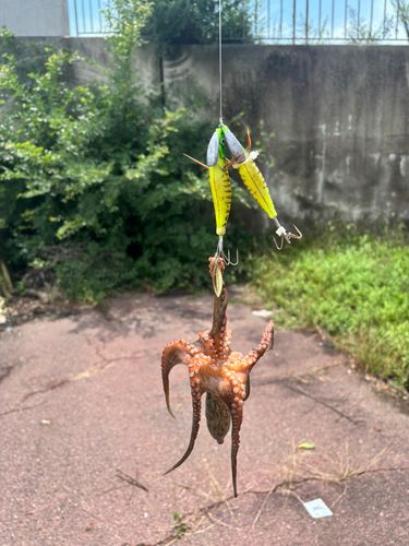 マダコの釣果