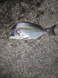 ヘダイの釣果