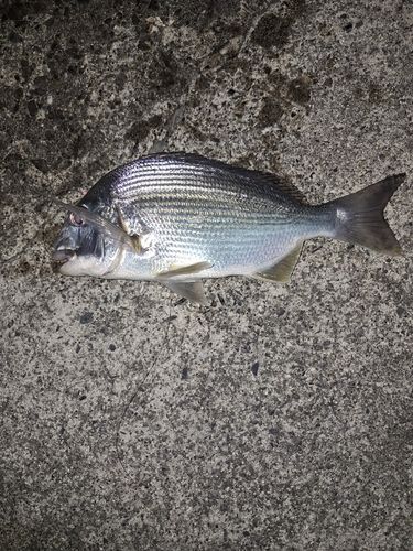 ヘダイの釣果