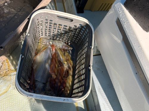 ケンサキイカの釣果