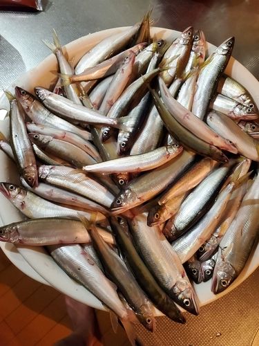 アユの釣果