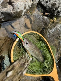 イワナの釣果