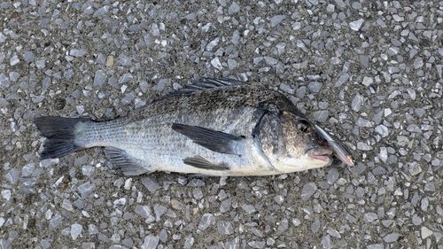 チヌの釣果