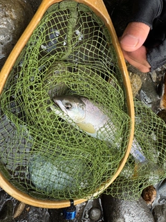 ヤマメの釣果