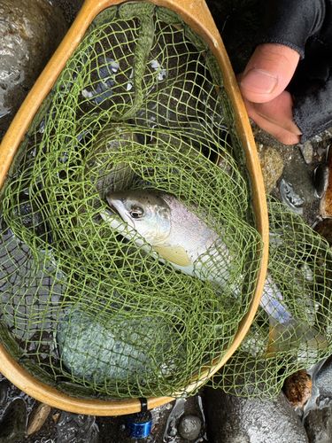 ヤマメの釣果