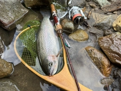 ニジマスの釣果