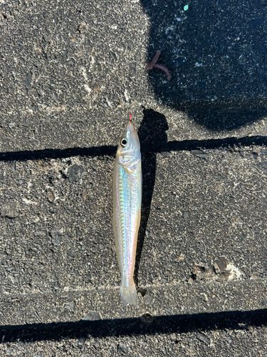 キスの釣果