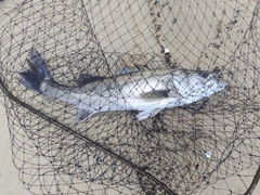 スズキの釣果