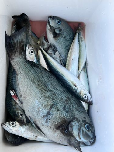 グレの釣果