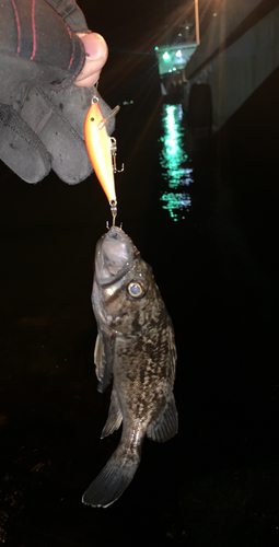 クロソイの釣果