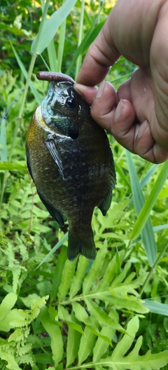 ブルーギルの釣果